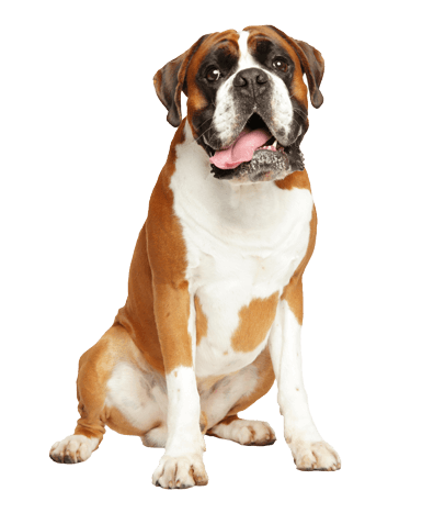 big-dog-sitting-with-tongue-out