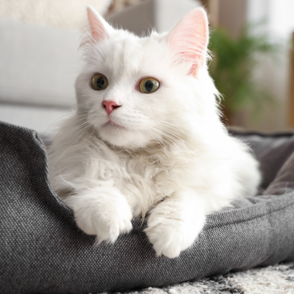 A fluffy white cat resting